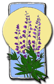 The staff at Lupine have an experienced background to assist in meeting your needs. We can also arrange for other professionals to assist in meeting the needs of our clients, if necessary. 